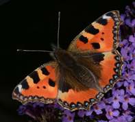 Aglais urticae - Small Tortoiseshell